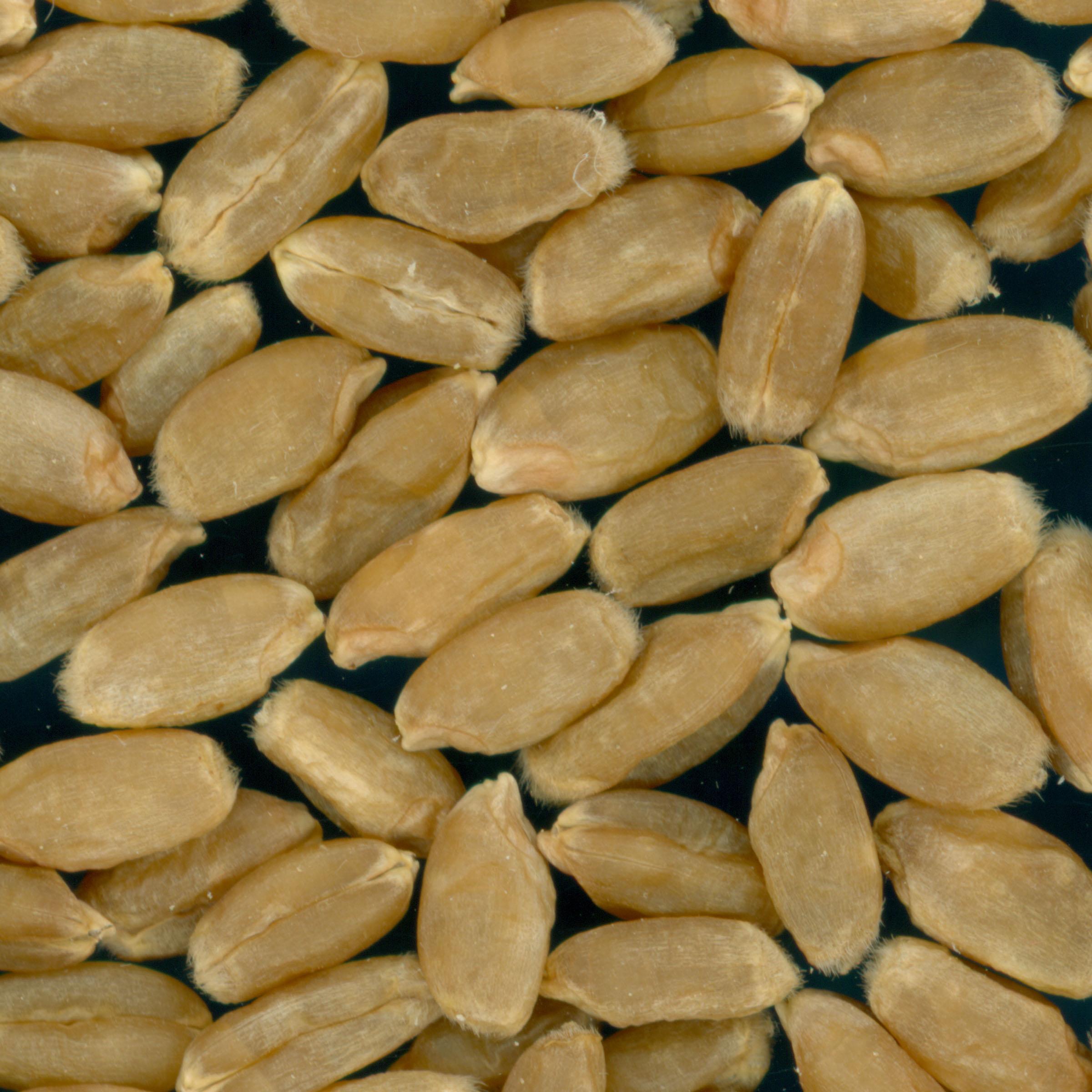 KERNELS